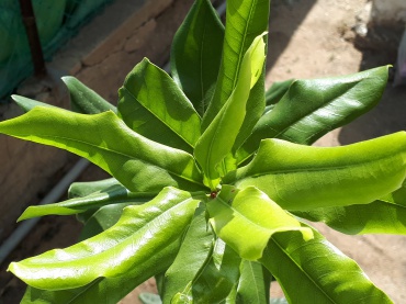 Detail Photo