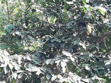 Inga edulis - Ice-cream bean tree