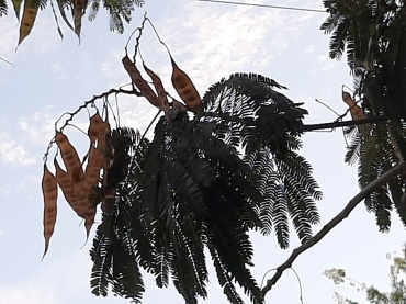 Albizia julibrissin - Pink silk tree