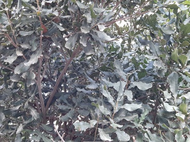 Macadamia integrifolia - Smooth macadamia