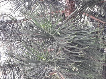 Detail Photo