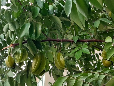 Averrhoa carambola - Carambola