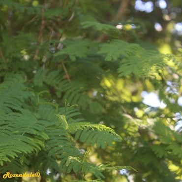 Detail Photo