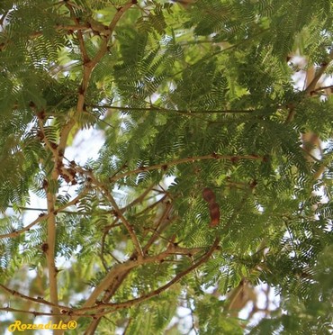 Detail Photo