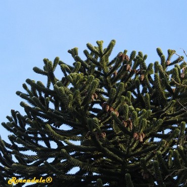 Detail Photo