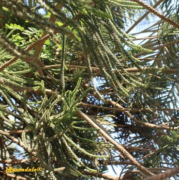 Detail Photo