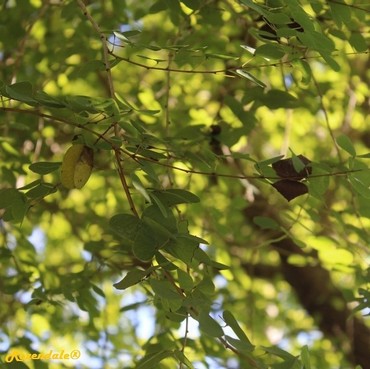 Detail Photo