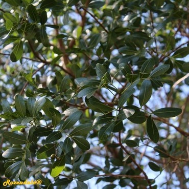 Detail Photo