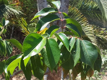 Detail Photo