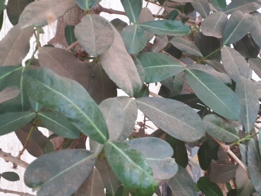Detail Photo