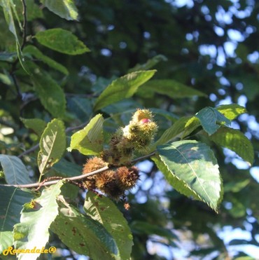 Detail Photo