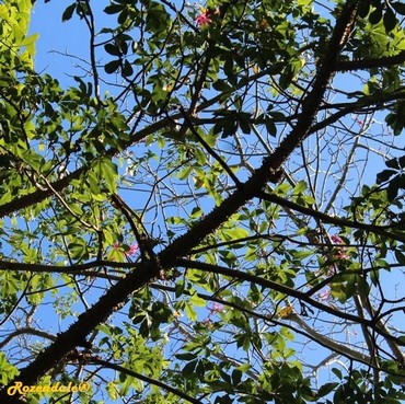 Detail Photo