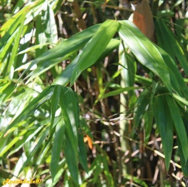 Detail Photo