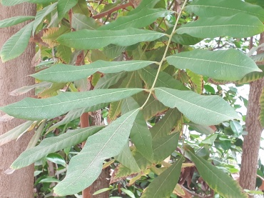 Detail Photo