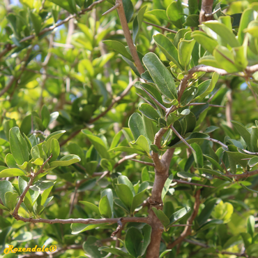 Detail Photo