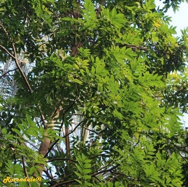 Detail Photo