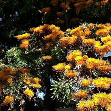 Detail Photo