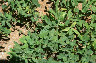 Detail Photo