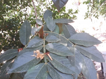 Detail Photo