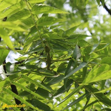 Detail Photo