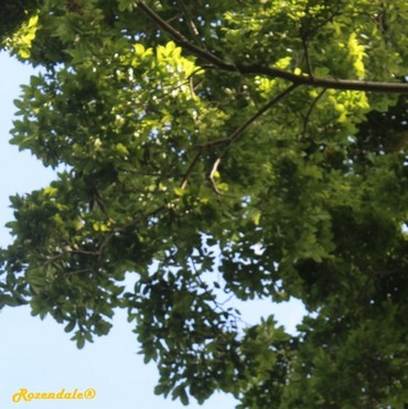 Detail Photo