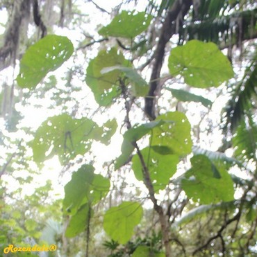 Detail Photo