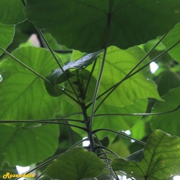Detail Photo