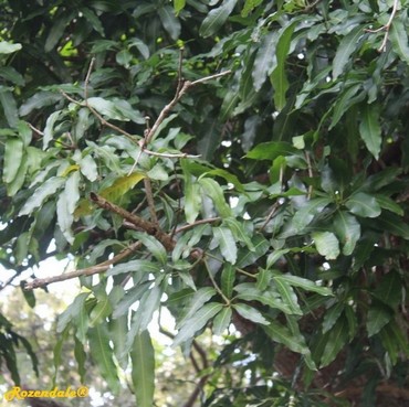 Detail Photo