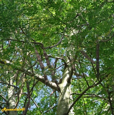 Detail Photo