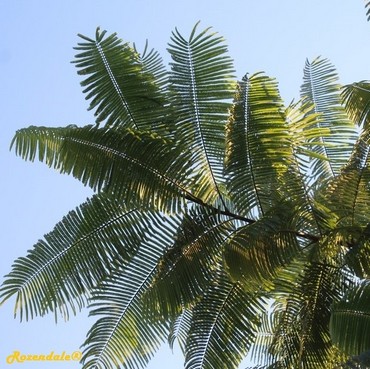 Detail Photo