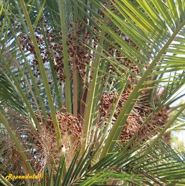 Detail Photo