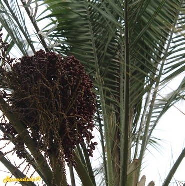 Detail Photo