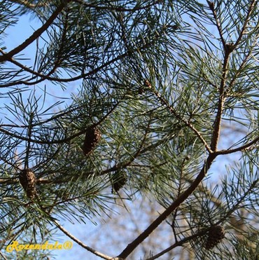 Detail Photo