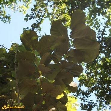 Detail Photo
