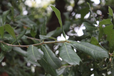 Quercus virginiana - Southern live oak