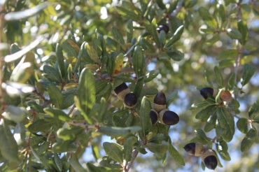 Quercus virginiana - Southern live oak