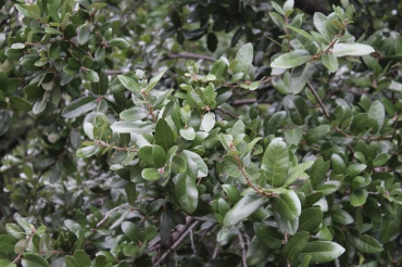 Quercus virginiana - Southern live oak