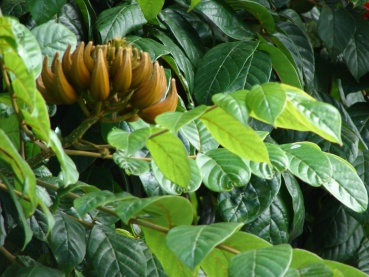 Spathodea campanulata - Nandi flame