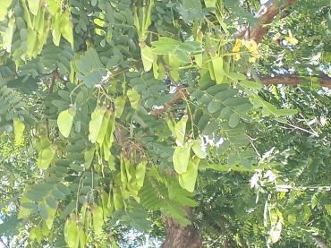 Detail Photo