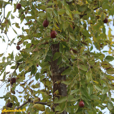 Detail Photo