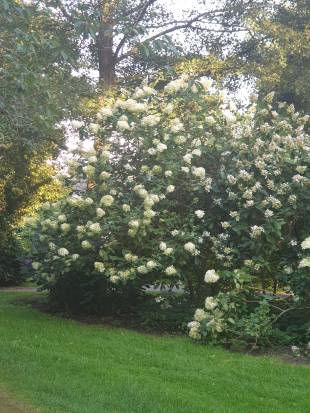 - Unknown species- - - Unknown -