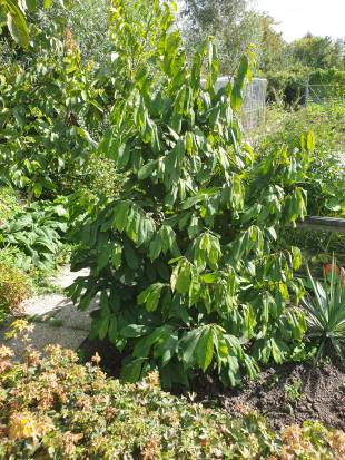 - Unknown species- - - Unknown -