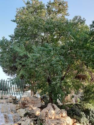 - Unknown species- - - Unknown -