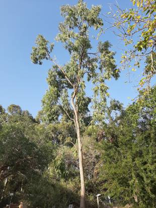 - Unknown species- - - Unknown -