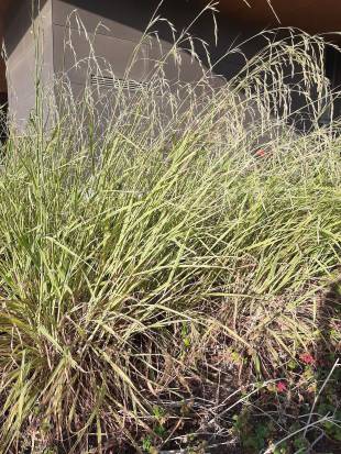 Cymbopogon citratus - Lemon grass