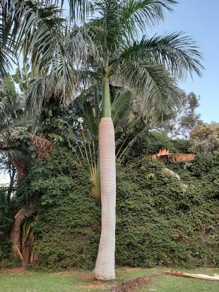 Archontophoenix alexandrae - King Alexander