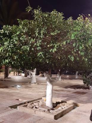 Citrus  paradisi - Grapefruit