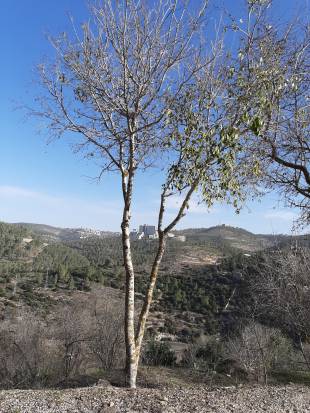 - Unknown species- - - Unknown -