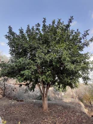 Ceratonia siliqua - Carob tree