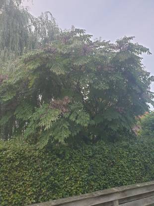 - Unknown species- - - Unknown -